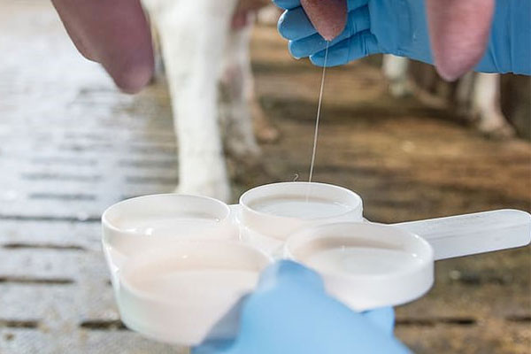 milking cow test mastitis